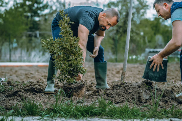 Best Tree Root Removal  in Ritzville, WA